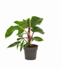 Philodendron