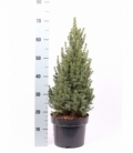 Picea