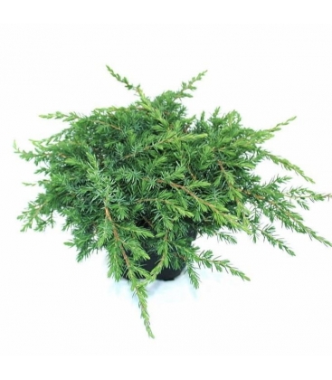 Juniperus