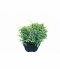 Juniperus