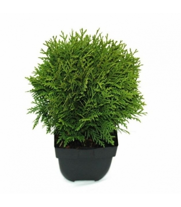 Thuja