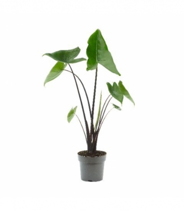 Alocasia