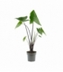 Alocasia