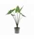 Alocasia