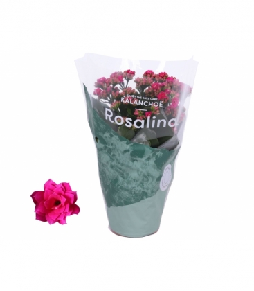 Kalanchoe