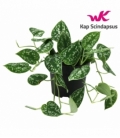 Scindapsus