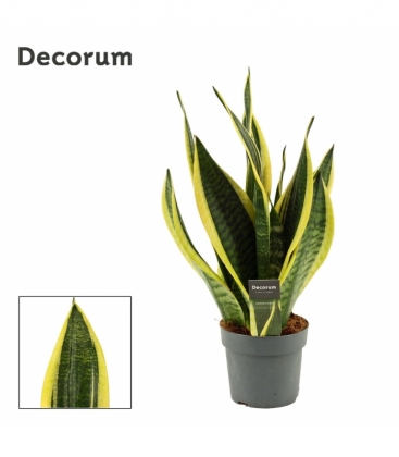 Sansevieria