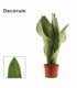 Sansevieria
