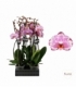 Phalaenopsis