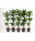 Dracaena