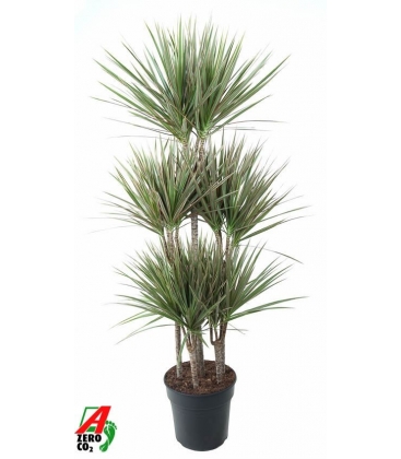 Dracaena