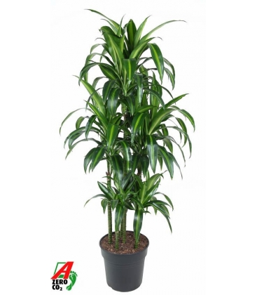 Dracaena