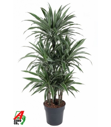 Dracaena