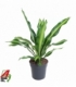 Dracaena