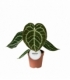 Anthurium