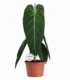 Philodendron