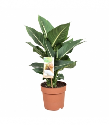 Dieffenbachia