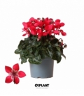 Cyclamen