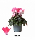 Cyclamen
