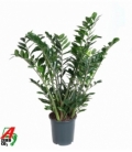 Zamioculcas