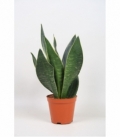 Sansevieria