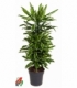 Dracaena