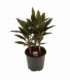 Cordyline