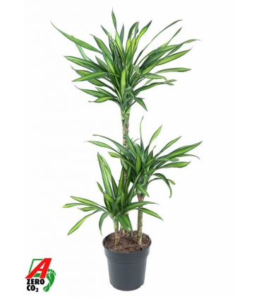 Dracaena