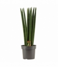 Sansevieria