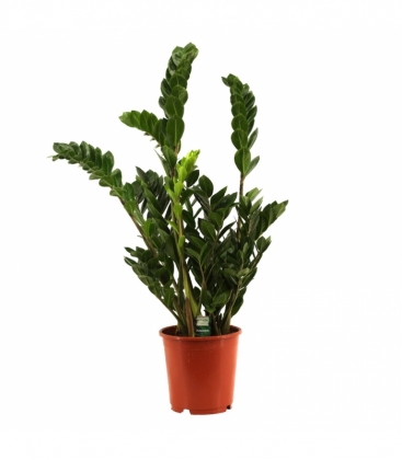 Zamioculcas