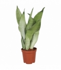 Sansevieria