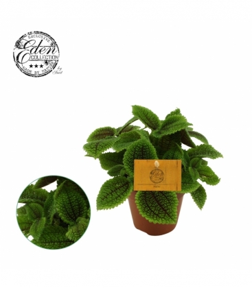 Pilea