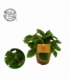 Pilea