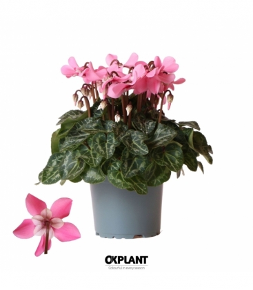 Cyclamen