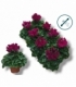 Cyclamen