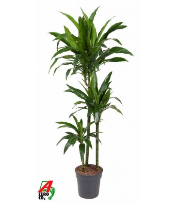 Dracaena