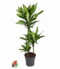 Dracaena