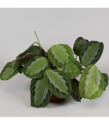Maranta