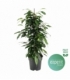 Ficus