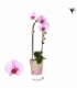 Phalaenopsis