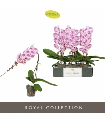 Phalaenopsis