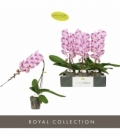 Phalaenopsis
