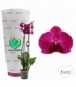 Phalaenopsis
