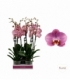Phalaenopsis