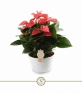Anthurium