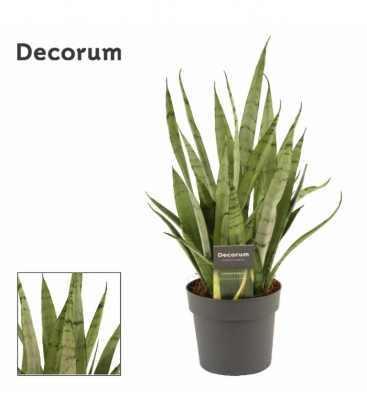 Sansevieria