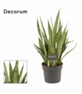 Sansevieria