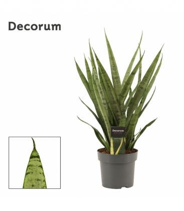 Sansevieria