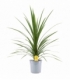 Cordyline