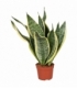 Sansevieria